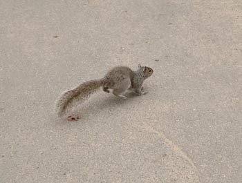 Squirrels 01