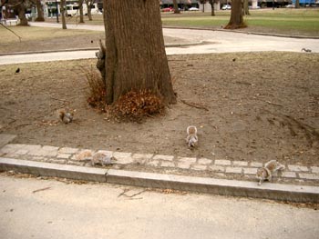 Squirrels 02
