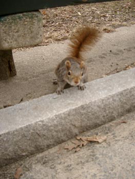 Squirrels 03
