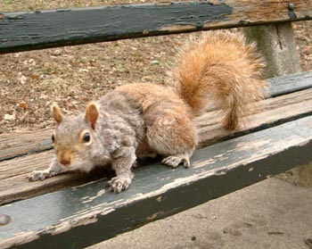 Squirrels 04