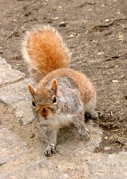 Squirrels 05