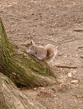 Squirrels 06