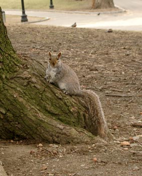 Squirrels 07