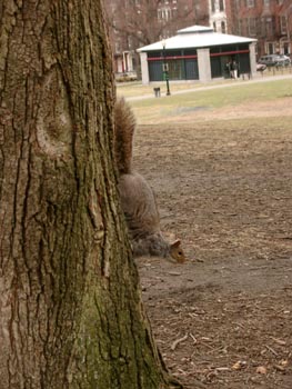 Squirrels 08
