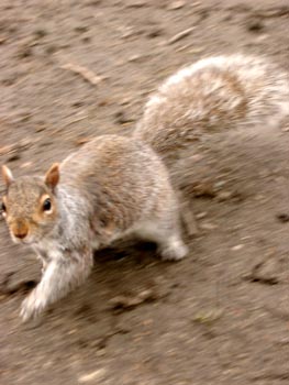 Squirrels 09