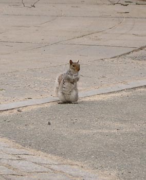 Squirrels 10