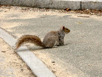Squirrels 11