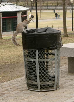 Squirrels 12