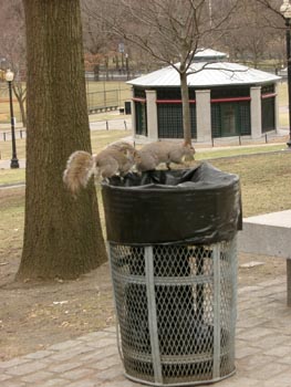Squirrels 13