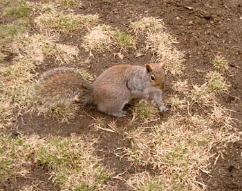 Squirrels 15