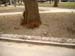 Squirrels 02