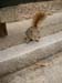 Squirrels 03