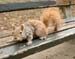 Squirrels 04