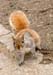 Squirrels 05