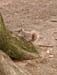 Squirrels 06