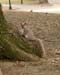 Squirrels 07