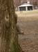 Squirrels 08