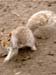 Squirrels 09