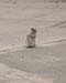 Squirrels 10