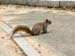 Squirrels 11