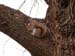 Squirrels 14