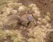 Squirrels 15