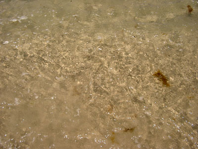 Cape Cod 024
