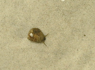 Cape Cod 036