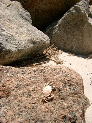 Cape Cod 044