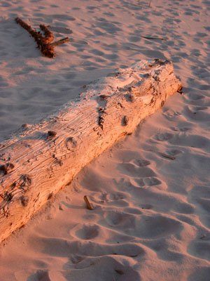 Cape Cod 074
