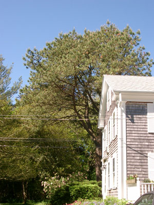 Cape Cod 098