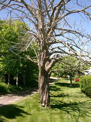 Cape Cod 112