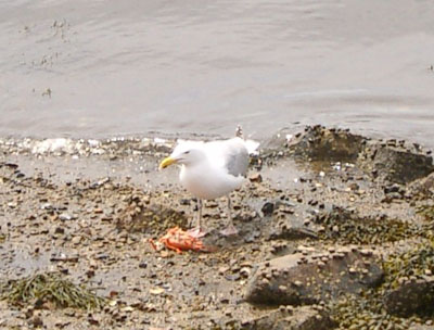 Salem + Cape Ann (310504) 21
